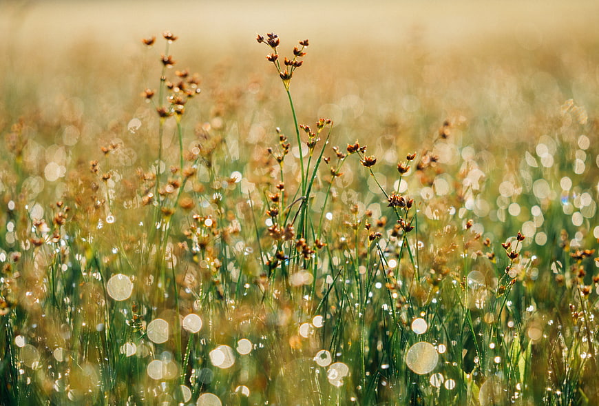 Golden Bokeh Meadow with Wildflowers and Dew Drops