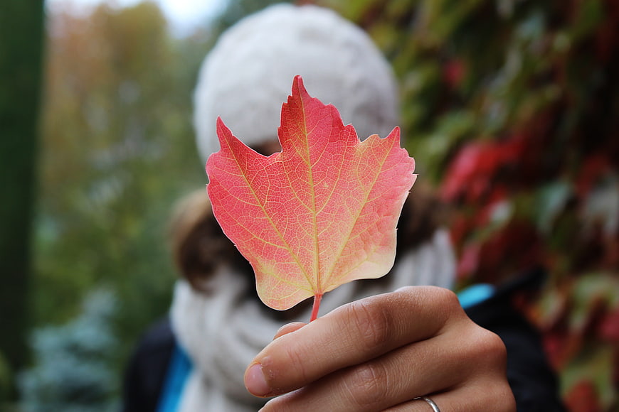 Hand holding vibrant red maple leaf in autumn