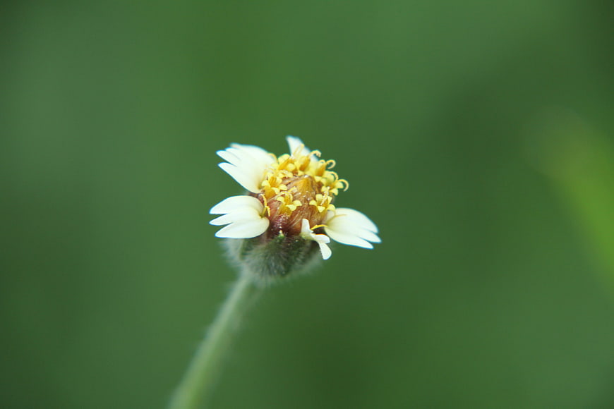 Close-up of small white and yellow wildflower on green background