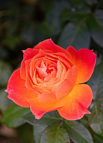 Vibrant Orange Rose Bloom Close Up