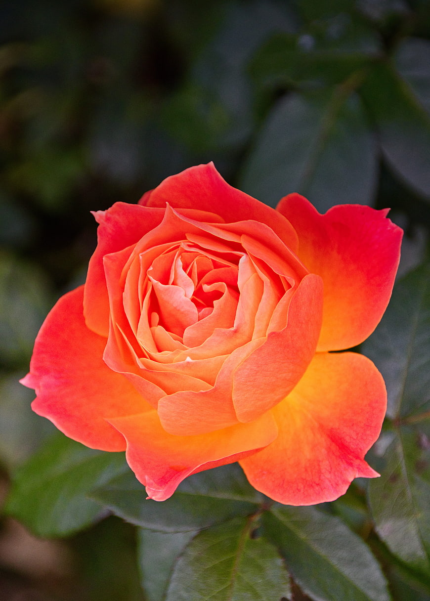 Vibrant Orange Rose Bloom Close Up