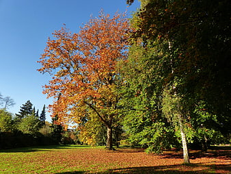 Golden autumn tree with orange leaves in a sunny park