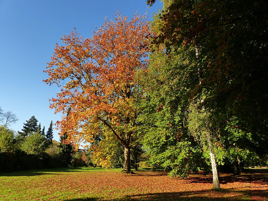 Golden autumn tree with orange leaves in a sunny park
