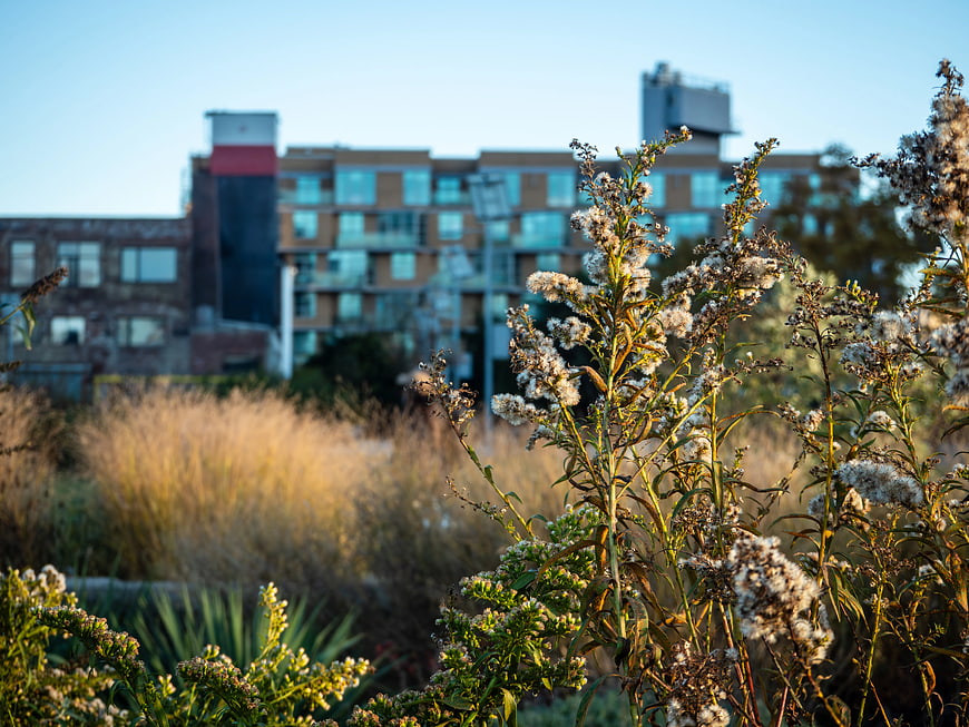 Wildflowers in Foreground with Blurred Urban Architecture Background