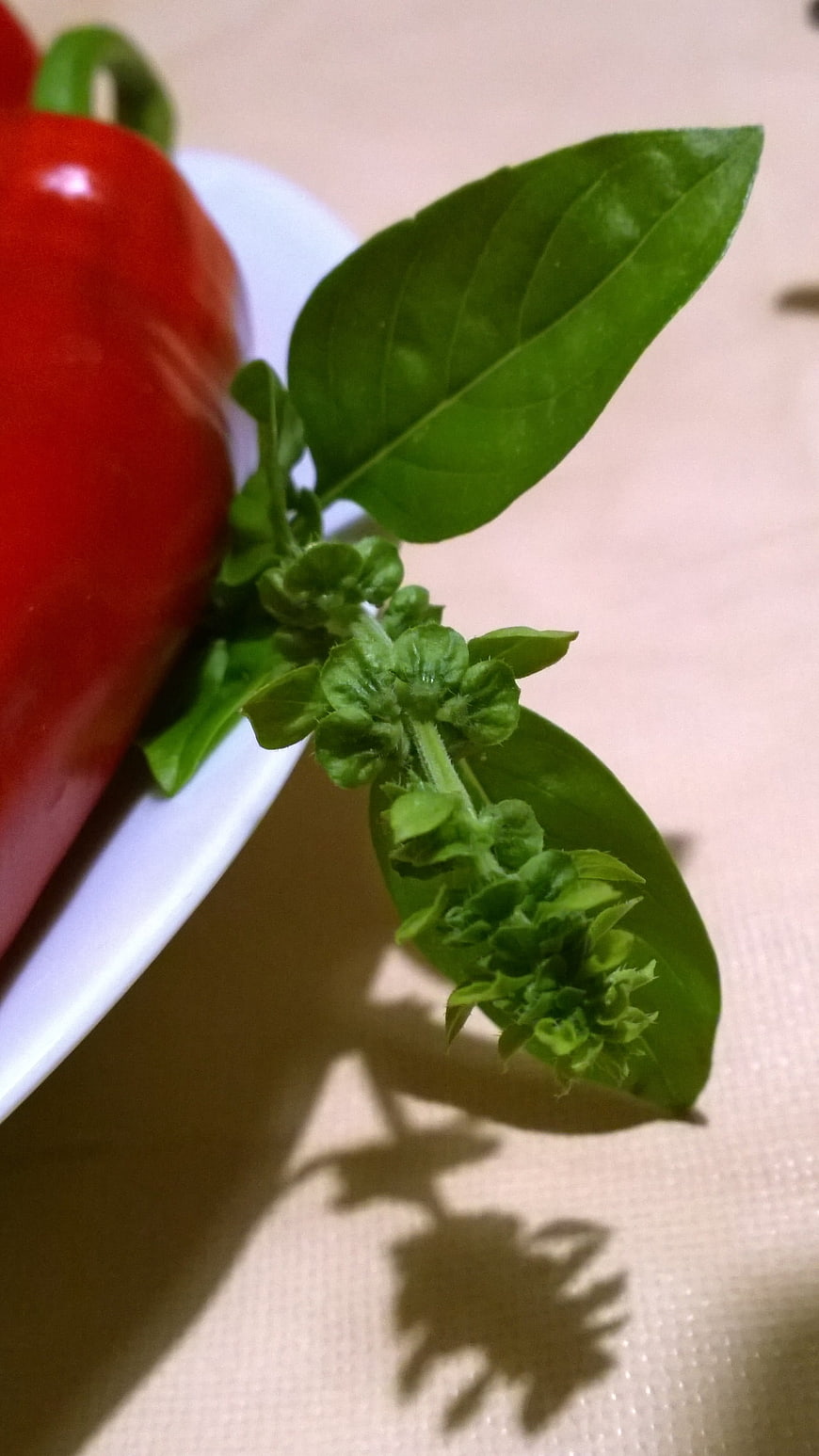 Fresh Red Bell Pepper and Basil Sprig on White Plate