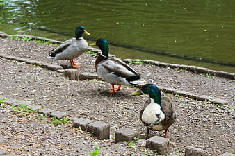 Three Mallard Ducks Standing on Gravel Riverbank