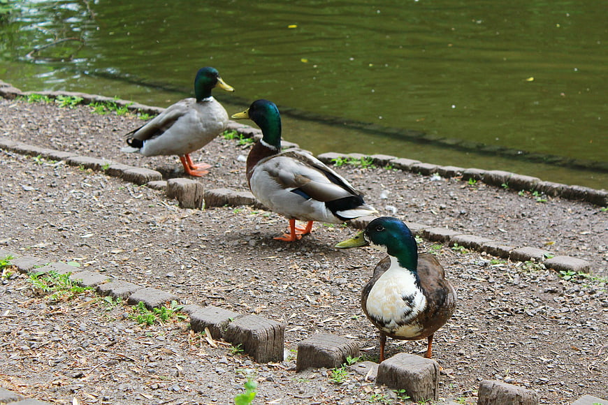Three Mallard Ducks Standing on Gravel Riverbank