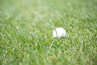 White golf ball resting in green grass close up
