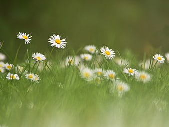 White Daisies Blooming in Green Grass Field