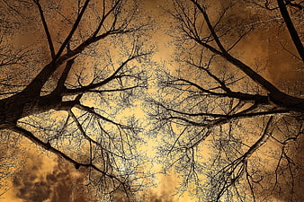Dramatic Silhouette of Bare Tree Branches Against Golden Sky