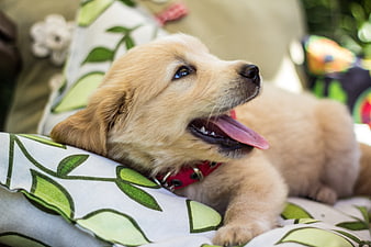 Golden Retriever Puppy Resting On Floral Cushion