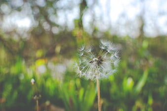 Close-up of a delicate white dandelion seed head in a green field