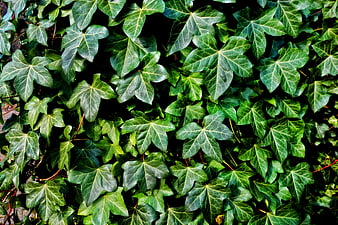 Dense Green Ivy Leaves Foliage Texture Background