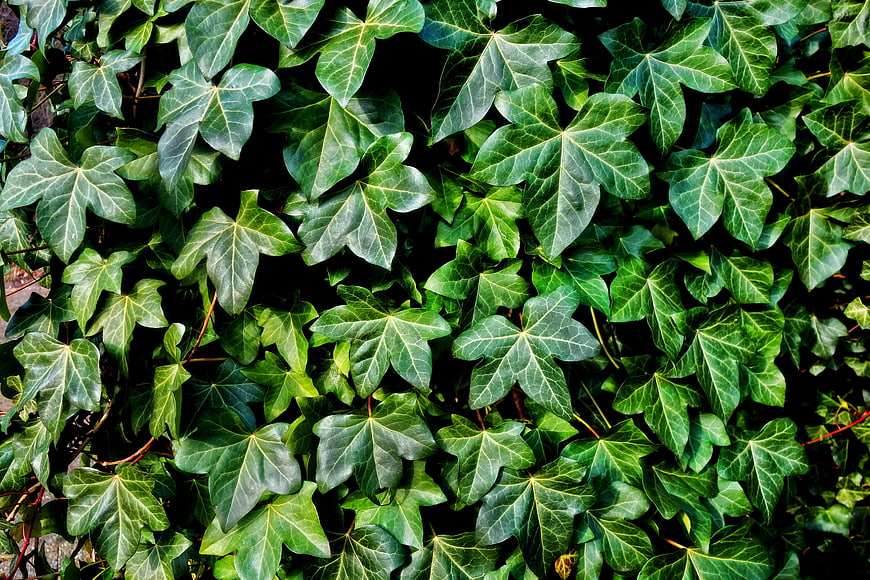 Dense Green Ivy Leaves Foliage Texture Background