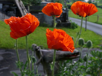 Vibrant red poppies blooming in a rustic garden setting