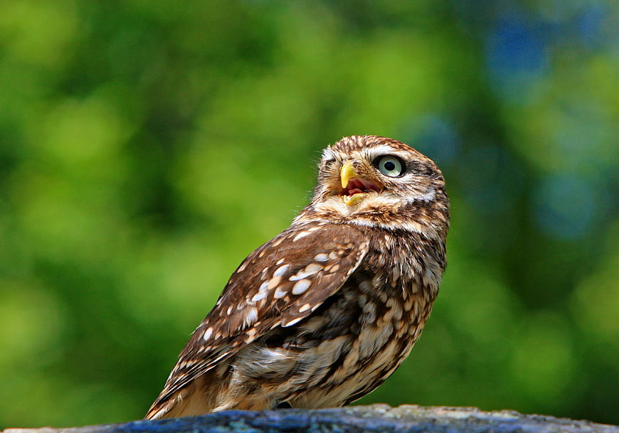 Close-up of a Burrowing Owl with Open Beak