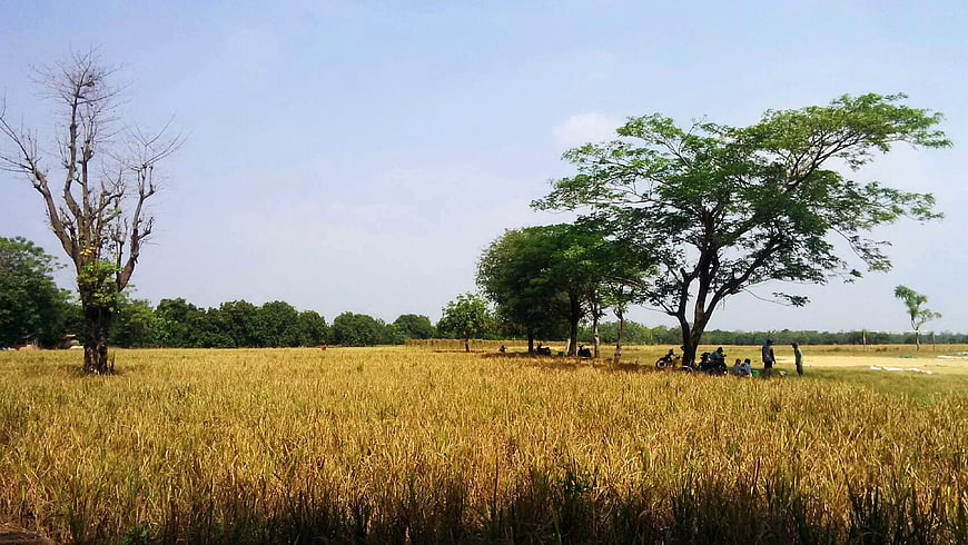 Golden wheat field with trees and people resting under shade