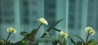 Crown of Thorns plant with white flowers against blurred background
