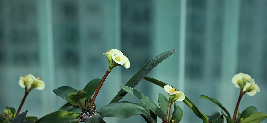 Crown of Thorns plant with white flowers against blurred background
