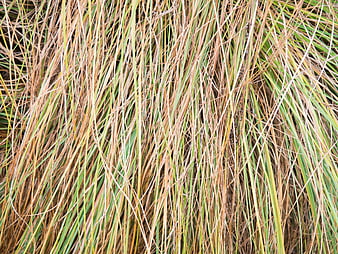 Close-up texture of dry and green grass blades
