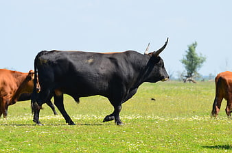 Black Bull Walking in Green Pasture with Cows