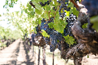 Ripe purple wine grapes hanging on vine in sunny vineyard