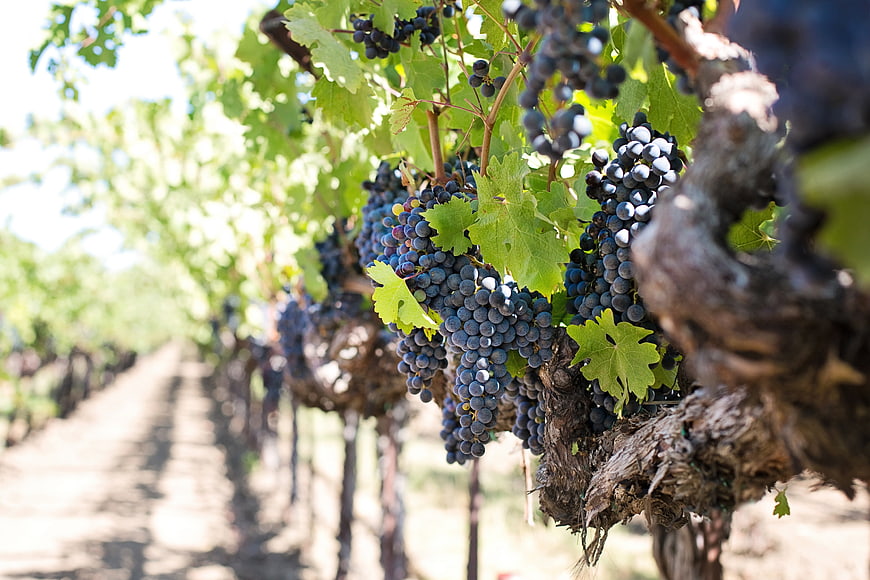 Ripe purple wine grapes hanging on vine in sunny vineyard