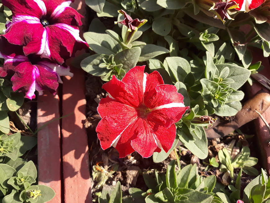 Vibrant Red and Pink Petunias in a Garden Bed