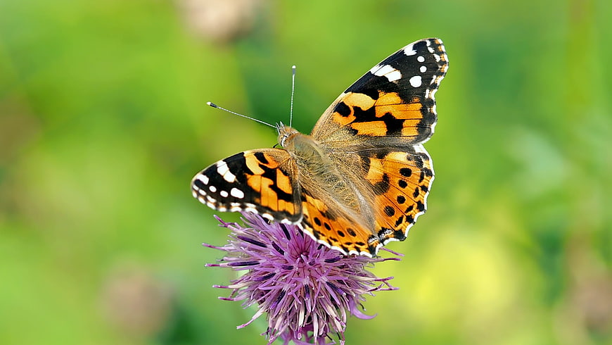 Painted Lady Butterfly on Purple Thistle Flower