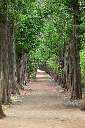 Serene Tree-Lined Dirt Path in Lush Green Park