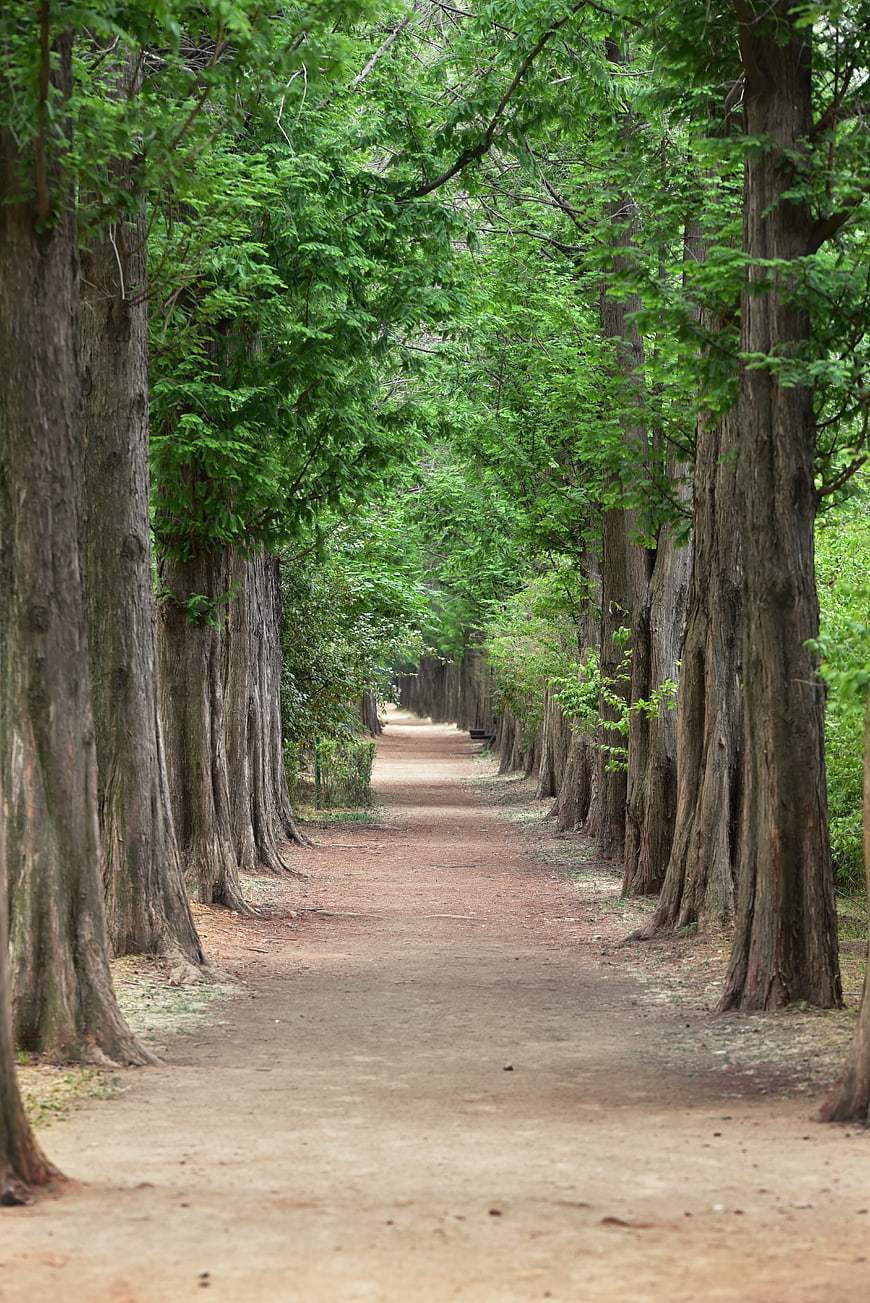 Serene Tree-Lined Dirt Path in Lush Green Park