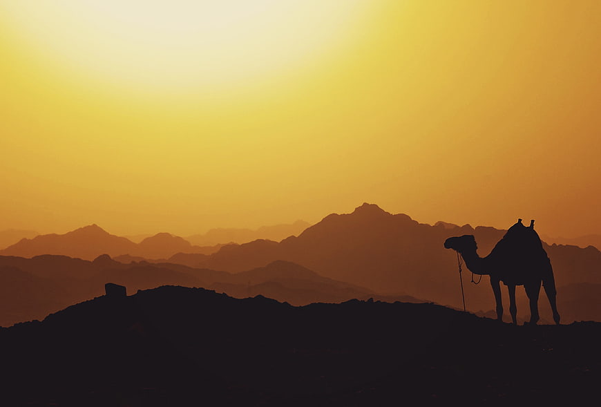 Silhouette of Camel Against Golden Desert Mountain Sunset