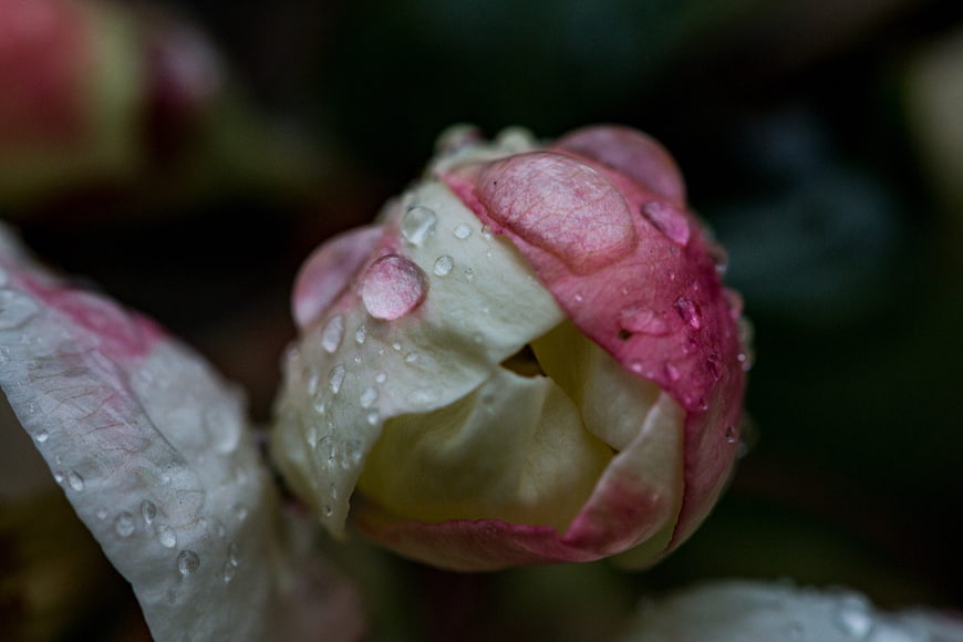 Close-up of pink and white flower bud with raindrops