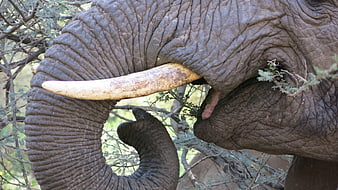 Close-up of African elephant eating leaves with trunk