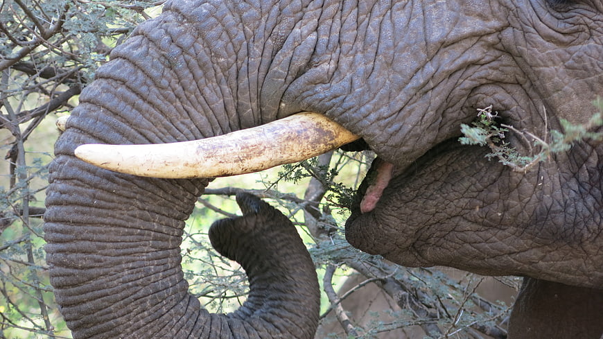 Close-up of African elephant eating leaves with trunk