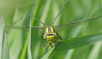 Close-up of a Green and Black Dragonfly on Grass