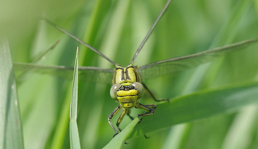 Close-up of a Green and Black Dragonfly on Grass