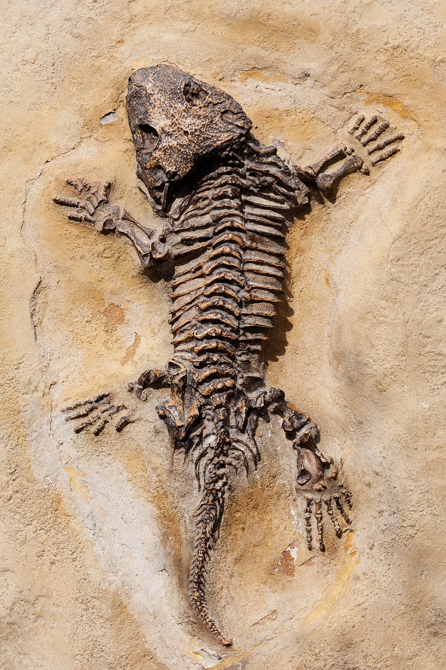 Ancient Lizard Fossil Skeleton Embedded in Sandstone Rock