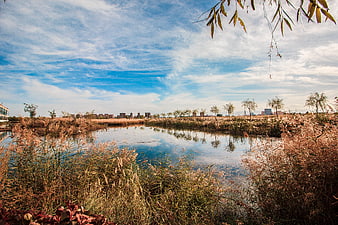 Serene wetland landscape with reeds and blue sky reflection