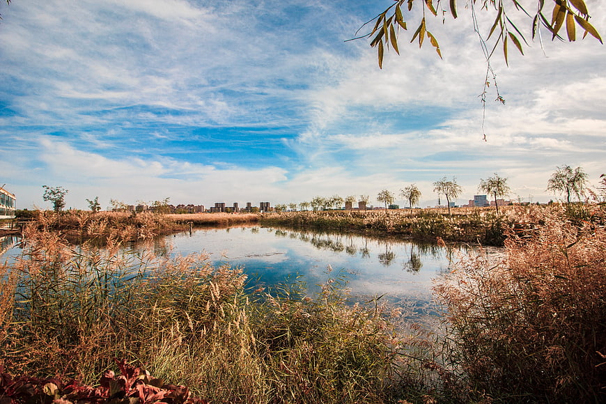 Serene wetland landscape with reeds and blue sky reflection