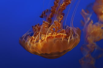 Orange jellyfish swimming in deep blue water