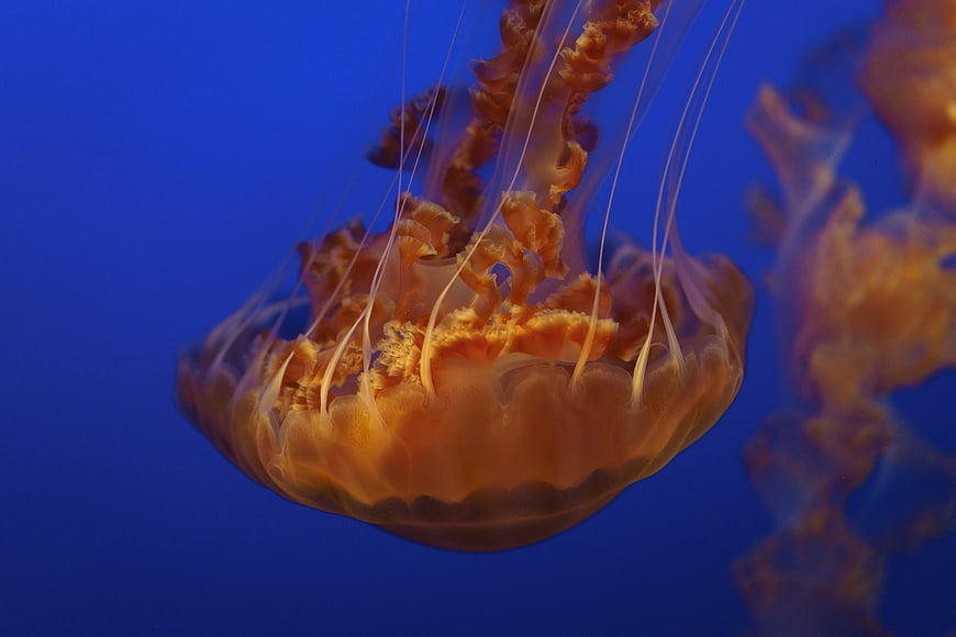 Orange jellyfish swimming in deep blue water