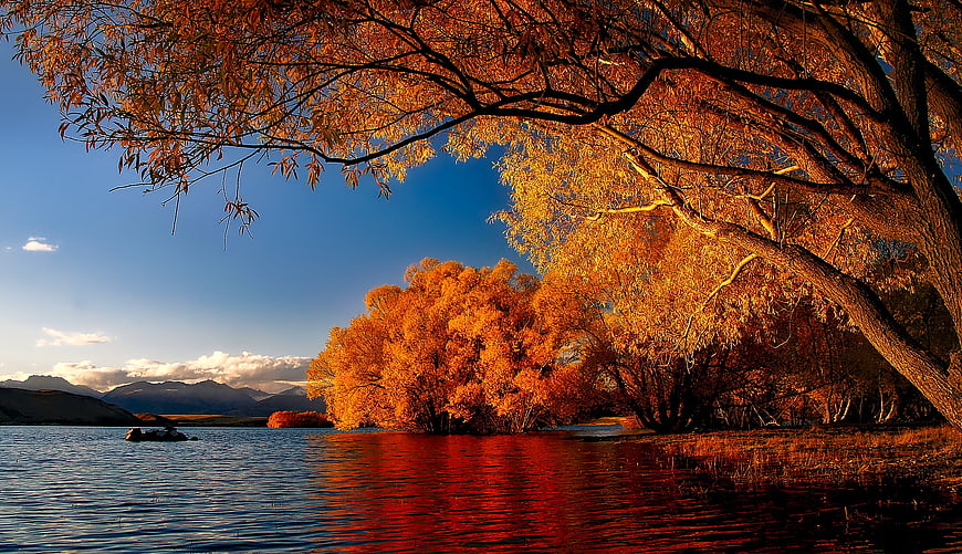 Vibrant Autumn Trees Reflecting in Lake Tekapo New Zealand