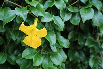 Yellow Allamanda Flower Blooming on Green Vine