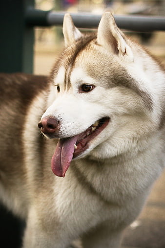 Close-up portrait of a happy Siberian Husky panting