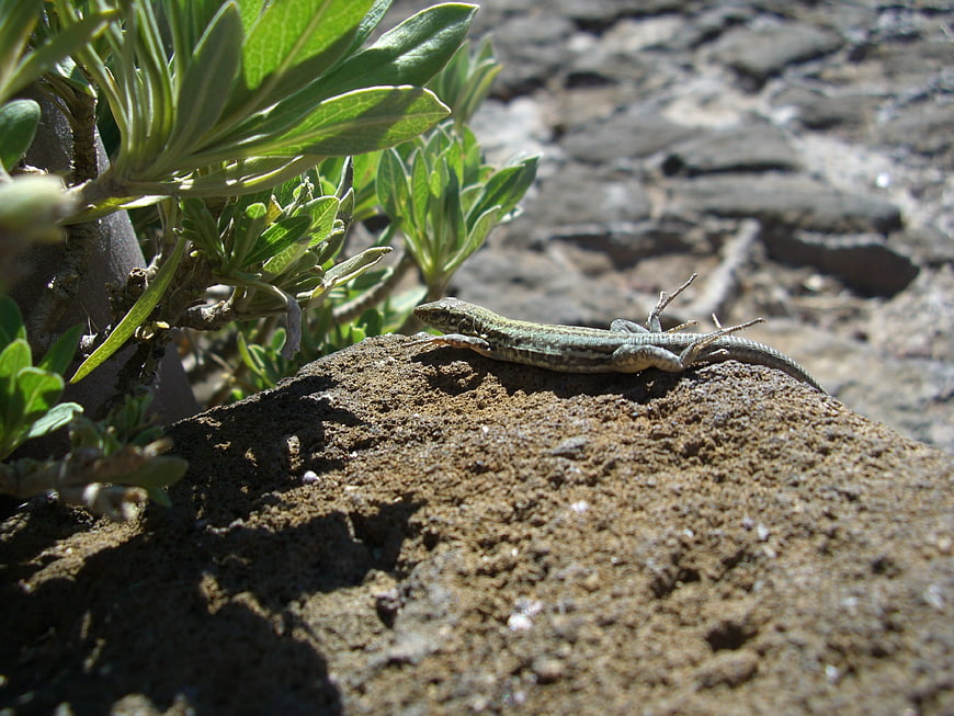 Small lizard basking on a rock near green plants