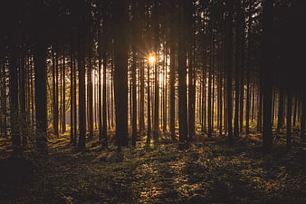 Sunlight streaming through tall dark forest trees at dawn