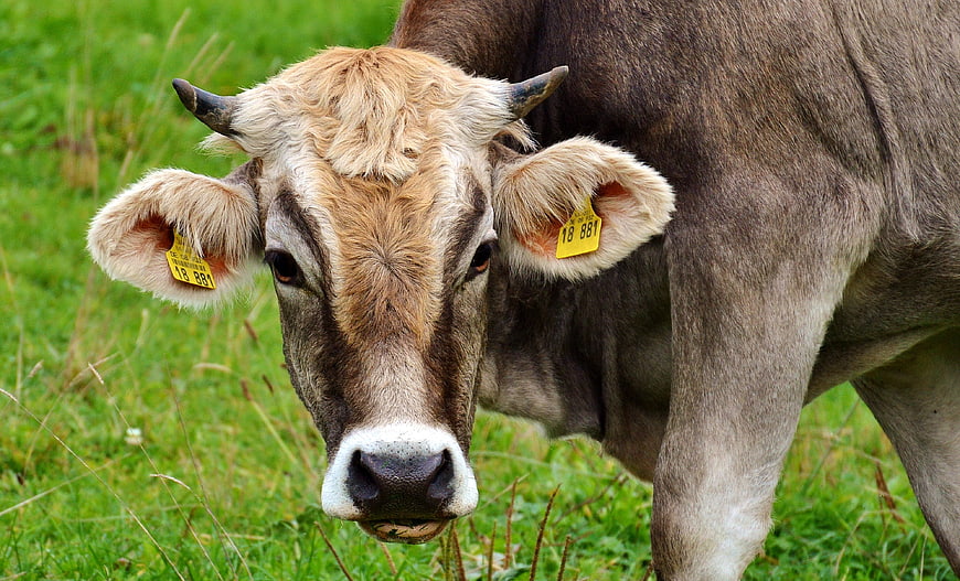 Close-up of a brown cow with ear tags in a green pasture