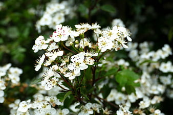 Close-up of white flowering shrub blossoms with green leaves