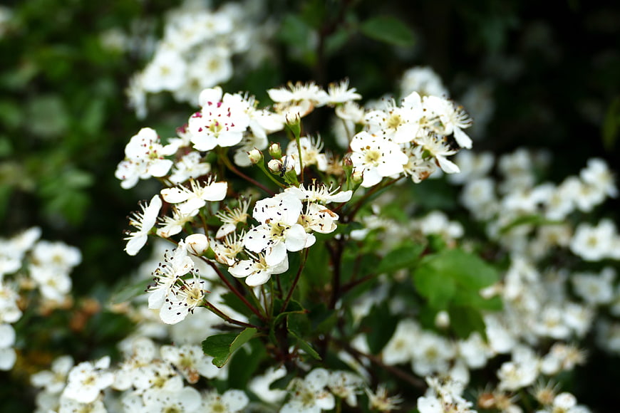 Close-up of white flowering shrub blossoms with green leaves